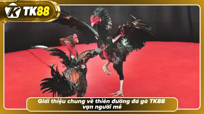 Bật mí về chuyên mục đá gà TK88 siêu hot
