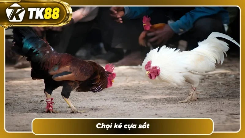 Chọi kê cựa sắt có sức hấp dẫn cao